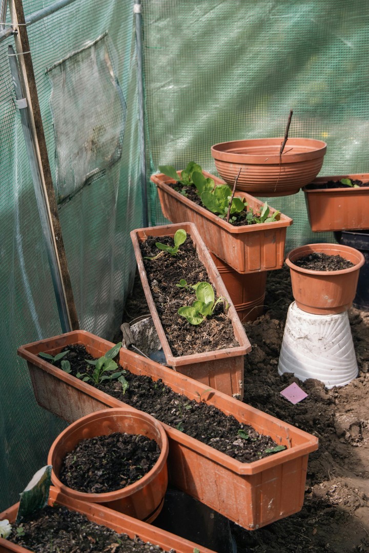 Predpestovanie priesad